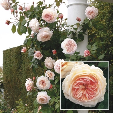Un Shropshire Lad
