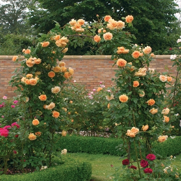Crown Princess Margareta