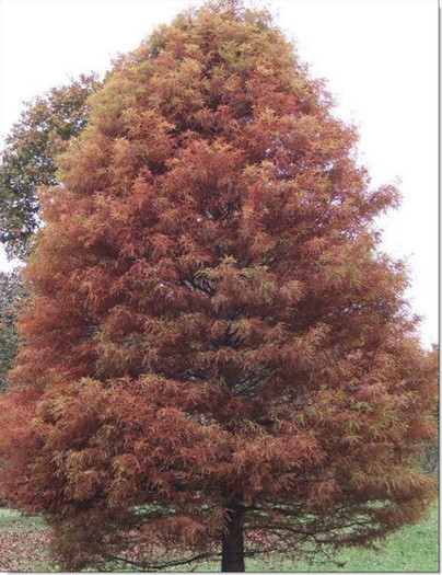 Chiparos de balta (Taxodium distichum) toamna - 001-Schimb seminte