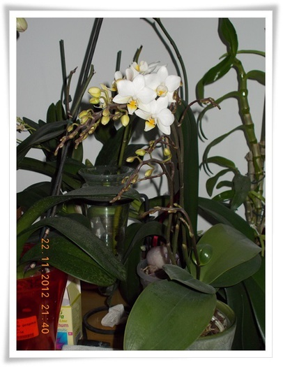 DSCN1257 - Orhidee 2012