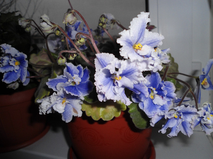 Violete 52 - Grangers Hearts Desire