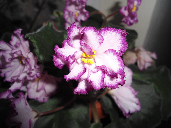 Violete 56 - Ian Minuet