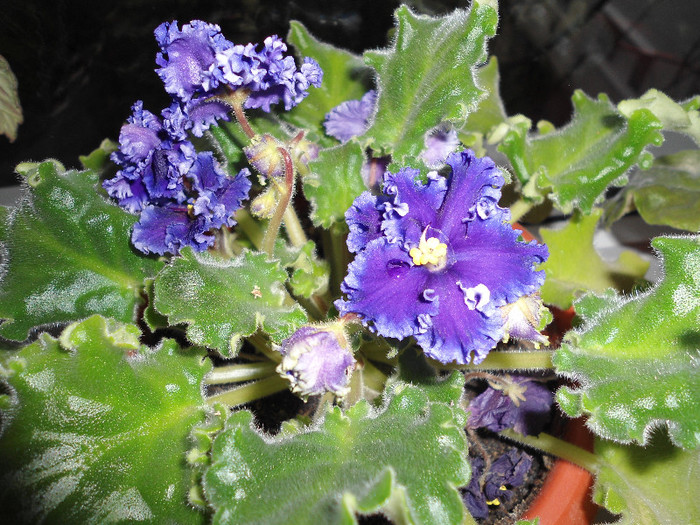 Violete 60 -Partly Cloudy