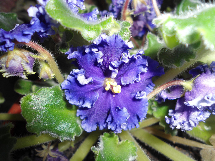 Violete 61 -Partly Cloudy