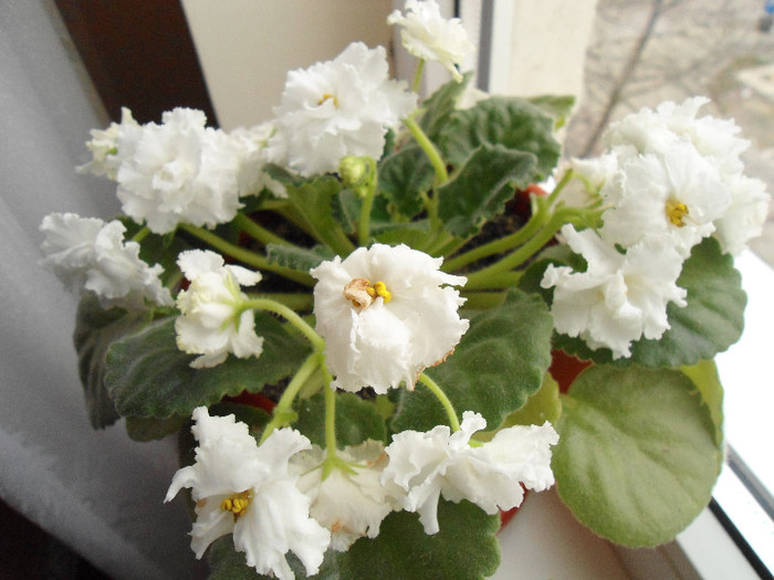 Violete 62 - Rs Balerina