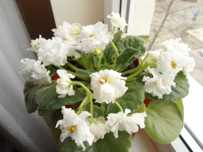 Violete 63 - Rs Balerina