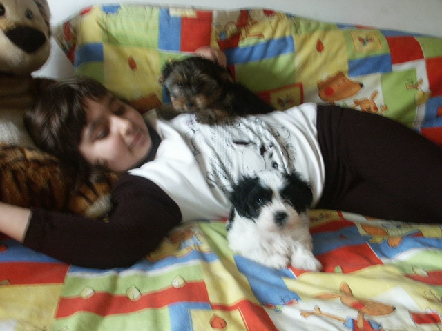 Bichon Havanese si Yorkshire; Yorky 10 sapt si Hav 7 sapt
