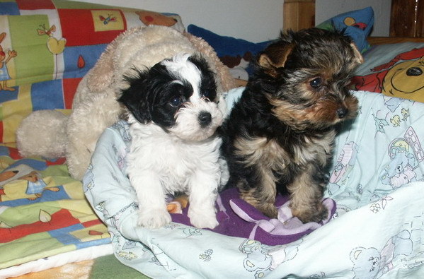 Yorkshire si B.Havanese - Yorkshire terrier