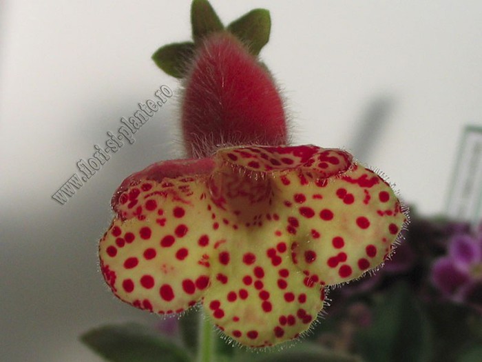 Kohleria Ingrid (ni); 2012
