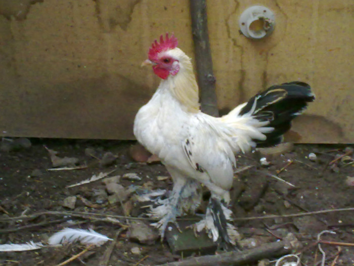 26112012804