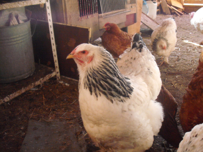 Picture 132 - 003Brahma herminat deschis