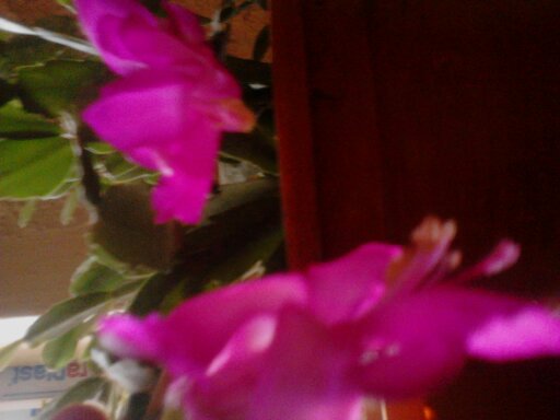 1353922817261 - schlumbergera