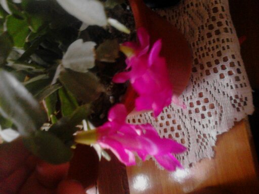 1353923459393 - schlumbergera