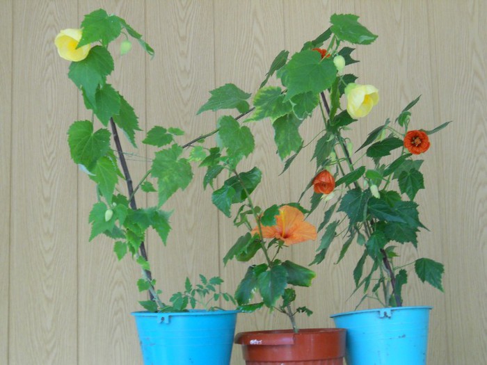 DSCN3407 - ABUTILON