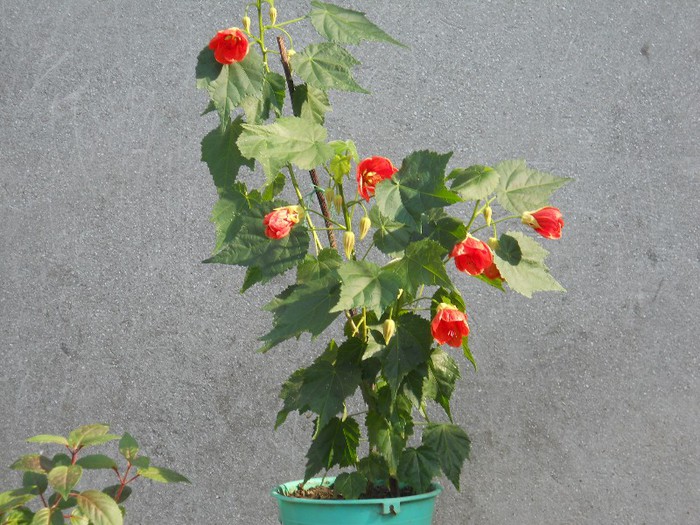 DSCN3427 - ABUTILON