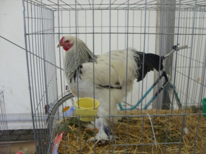SDC14529