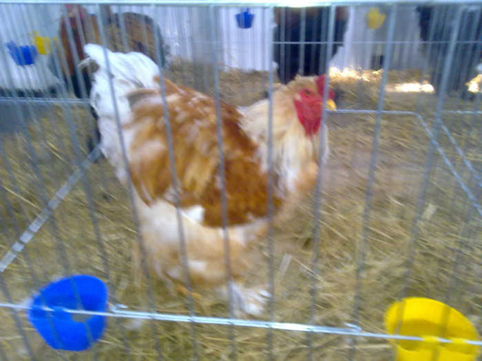 Picture 229 - expo fauna banatului 2012