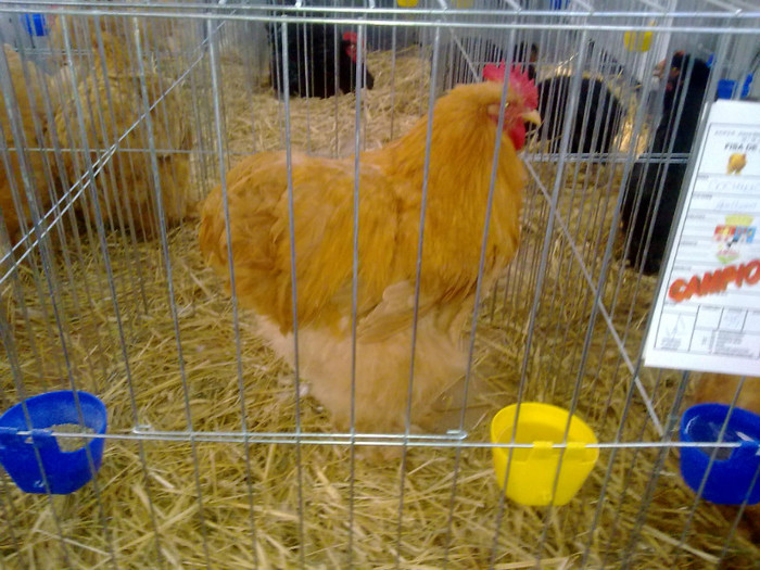 Picture 236 - expo fauna banatului 2012