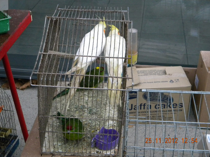 DSCN3021 - Expozitie Zrenianin 2012