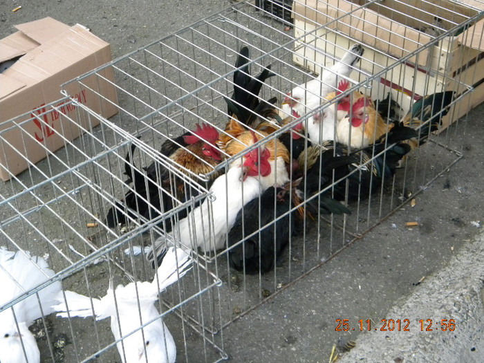 DSCN3027 - Expozitie Zrenianin 2012