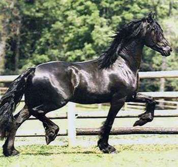 friesian_78 - CAII ANIMALE INDRAGITE DE MINE