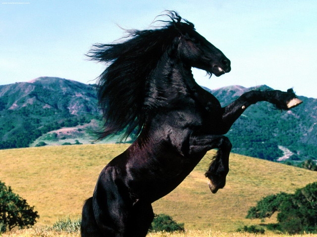 friesian_or - CAII ANIMALE INDRAGITE DE MINE