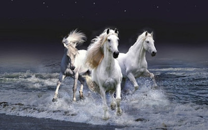 horses14 - CAII ANIMALE INDRAGITE DE MINE