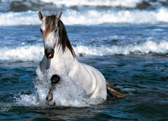 horse-wallpaper - CAII ANIMALE INDRAGITE DE MINE