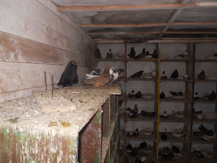 simbol fata medalie 009