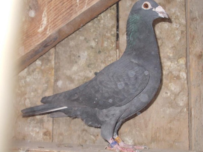 mascul -06- - achizitii