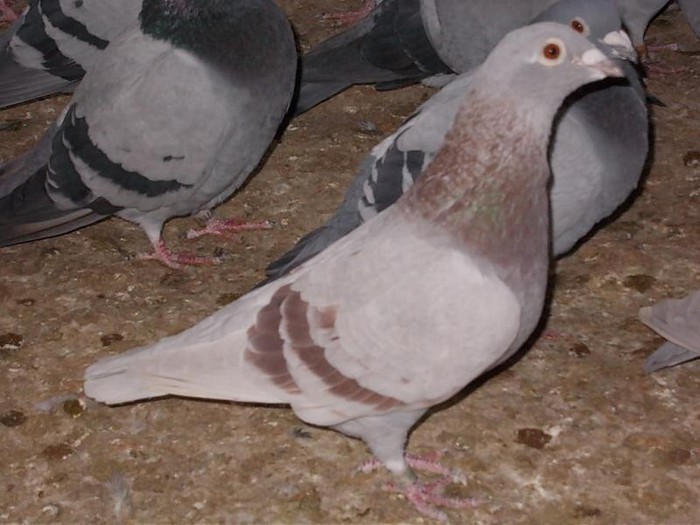 femela-01-0033446 - achizitii
