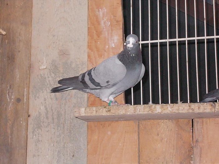 mascul 2012; Anghel Mihai Pitesti
