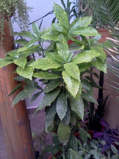 1353666297158 - frumusetile mele-2012