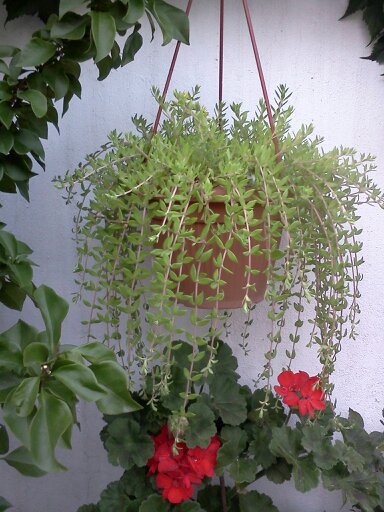 1353666303865 - frumusetile mele-2012