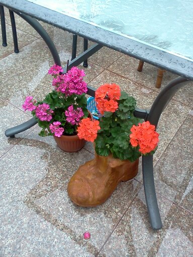 1353666304452 - frumusetile mele-2012