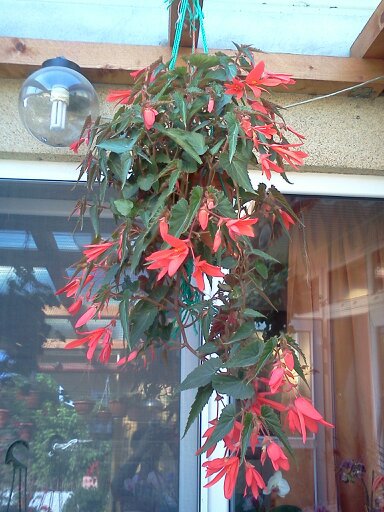 1353666756292; begonia candelabru
