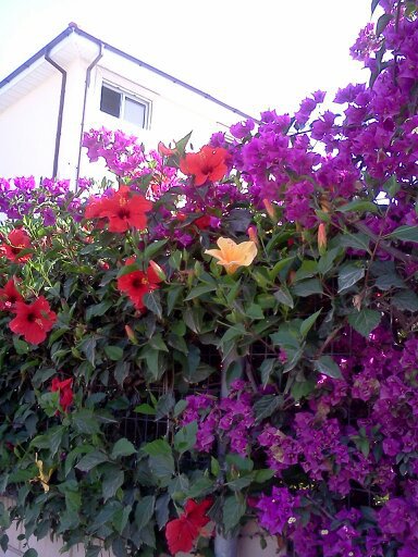 1353666321093; boungavileea si hibiscus pe zidul caselor in Cipru..
