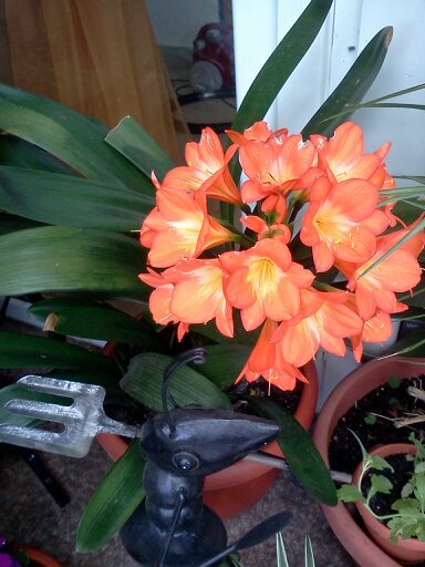 1353667394014; clivia miniata
