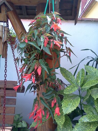 1353667404385; begonia candelabru prim.de la o prietena Austria

