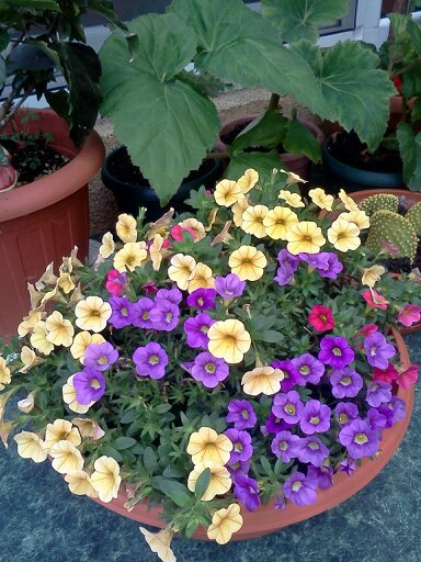 1353667404656; calibrachoa mixt
