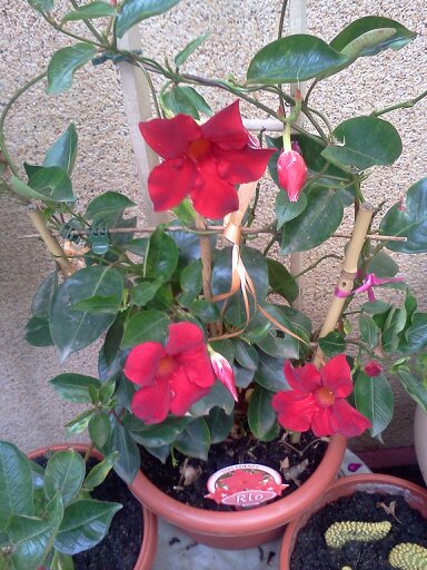 1353667406786; difladenia rosie
