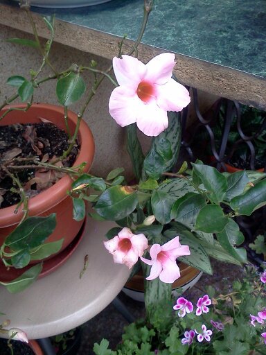1353667407370; difladenia roz
