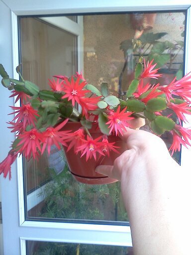 rhipsalidopsis-cactusul de paste