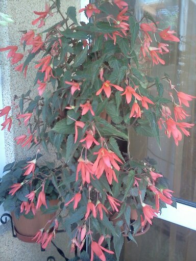 1353668072094; begonia candelabru
