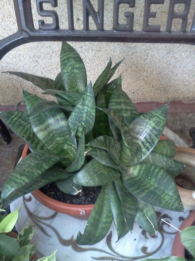 1353668073840; sanseveria hahnii
