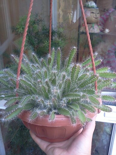 1353668074745; un soi de epiphilum
