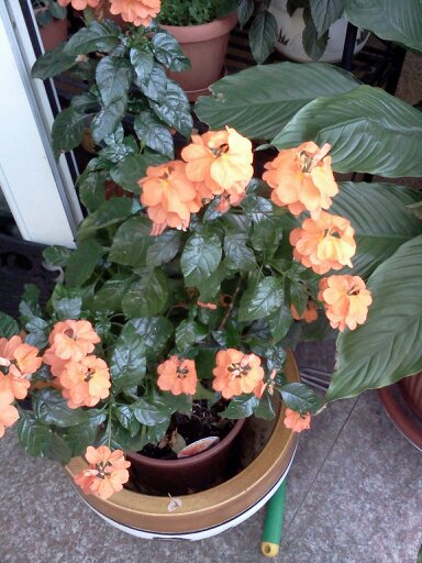 1353668089750; crossandra
