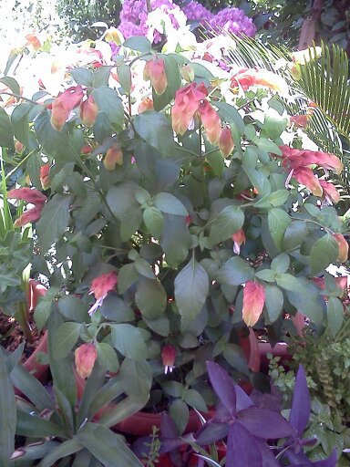 1353668075619; planta crevete/beloperone
