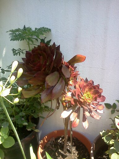 1353668076493; aeonium arborescens
