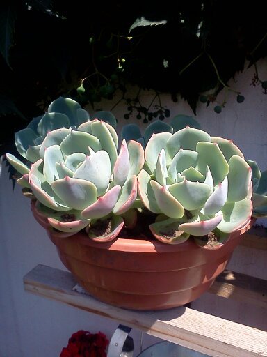 1353668078053; echeveria

